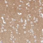 Immunohistochemical staining of human cerebral cortex shows high expression.