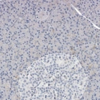 Immunohistochemical staining of human pancreas shows low expression as expected.
