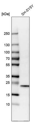 Anti-CYGB Antibody