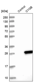 Western blot analysis in control (vector only transfected HEK293T lysate) and CYGB over-expression lysate (Co-expressed with a C-terminal myc-DDK tag (~3.1 kDa) in mammalian HEK293T cells, LY408741).