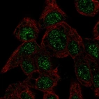 Immunofluorescent staining of human cell line Hep G2 shows localization to nuclear speckles.