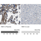 Anti-FBN1 Antibody