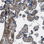 Anti-FBN1 Antibody