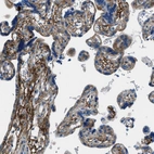 Immunohistochemical staining of human placenta shows strong membranous positivity in trophoblastic cells.