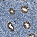 Immunohistochemical staining of human endometrium shows strong nuclear positivity in glandular cells.