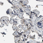Immunohistochemical staining of human placenta shows very weak cytoplasmic positivity in trophoblastic cells.