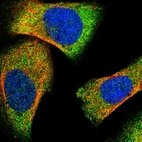 Immunofluorescent staining of human cell line U-2 OS shows localization to cytosol.