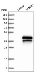 Western blot analysis in control (vector only transfected HEK293T lysate) and TREML1 over-expression lysate (Co-expressed with a C-terminal myc-DDK tag (~3.1 kDa) in mammalian HEK293T cells, LY406014).