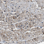 Anti-UNC45B Antibody