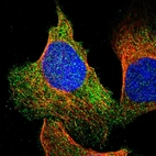 Immunofluorescent staining of human cell line U-2 OS shows localization to cytosol.