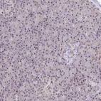 Immunohistochemical staining of human pancreas shows no cytoplasmic positivity in exocrine glandular cells as expected.