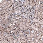 Immunohistochemical staining of human kidney shows strong nuclear and moderate cytoplasmic positivity in cells in tubules.