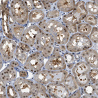Immunohistochemical staining of human kidney shows moderate nuclear positivity in cells in tubules.