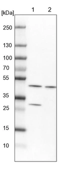 Lane 1: NIH-3T3 cell lysate (Mouse embryonic fibroblast cells)_br/_Lane 2: NBT-II cell lysate (Rat Wistar bladder tumour cells)