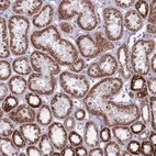Anti-ZBTB24 Antibody