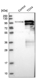 Western blot analysis in control (vector only transfected HEK293T lysate) and TOX4 over-expression lysate (Co-expressed with a C-terminal myc-DDK tag (~3.1 kDa) in mammalian HEK293T cells, LY415032).