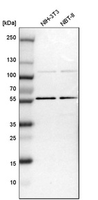 Western blot analysis in mouse cell line NIH-3T3 and rat cell line NBT-II.
