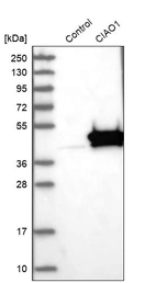 Western blot analysis in control (vector only transfected HEK293T lysate) and CIAO1 over-expression lysate (Co-expressed with a C-terminal myc-DDK tag (~3.1 kDa) in mammalian HEK293T cells, LY417739).