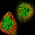 Immunofluorescent staining of human cell line A-431 shows localization to nucleoplasm & cytosol.
