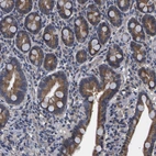 Immunohistochemical staining of human duodenum shows moderate cytoplasmic positivity in glandular cells.