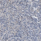 Immunohistochemical staining of human pancreas shows no cytoplasmic positivity in exocrine glandular cells as expected.