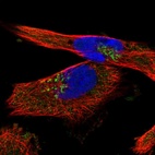Immunofluorescent staining of human cell line U-251 MG shows localization to the Golgi apparatus.