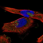Immunofluorescent staining of human cell line U-251 MG shows localization to the Golgi apparatus.