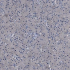 Immunohistochemical staining of human pancreas shows no membranous positivity in exocrine glandular cells as expected.