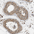 Immunohistochemical staining of human testis shows moderate cytoplasmic positivity in cells in seminiferous ducts.