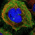 Immunofluorescent staining of human cell line A-431 shows localization to plasma membrane, cytosol & the Golgi apparatus.