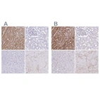 Immunohistochemical staining of human heart muscle, kidney, liver and skeletal muscle using Anti-TNNT2 antibody HPA017888 (A) shows similar protein distribution across tissues to independent antibody HPA015774 (B).