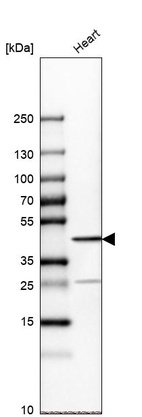 Western blot analysis in human heart tissue.