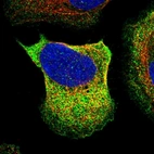 Immunofluorescent staining of human cell line U-2 OS shows localization to cytosol.