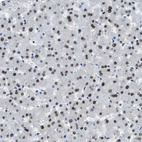 Anti-OGFR Antibody