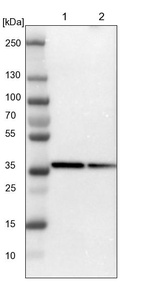 Lane 1: NIH-3T3 cell lysate (Mouse embryonic fibroblast cells)_br/_Lane 2: NBT-II cell lysate (Rat Wistar bladder tumour cells)