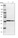 Anti-CSRNP3 Antibody