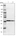 Anti-CSRNP3 Antibody