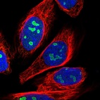 Immunofluorescent staining of human cell line U-2 OS shows localization to nucleoli.