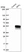 Anti-RFFL Antibody