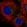 Anti-RFFL Antibody