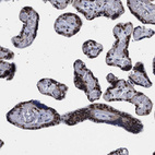 Immunohistochemical staining of human placenta shows strong nuclear positivity in trophoblastic cells.