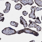 Immunohistochemical staining of human placenta shows strong nuclear positivity in trophoblastic cells.
