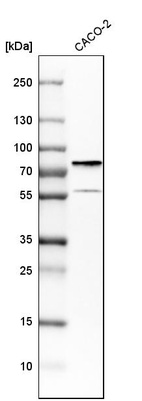 Western blot analysis in human cell line CACO-2.