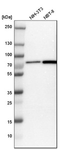 Western blot analysis in mouse cell line NIH-3T3 and rat cell line NBT-II.
