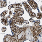 Immunohistochemical staining of human placenta shows strong positivity in extracellular matrix in villi.