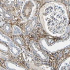 Immunohistochemical staining of human kidney shows moderate to strong positivity in extracellular matrix.