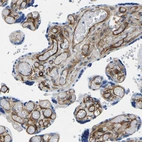 Immunohistochemical staining of human placenta shows strong positivity in extracellular matrix in villi.