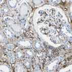 Immunohistochemical staining of human kidney shows moderate to strong positivity in extracellular matrix.