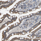 Anti-BCL10 Antibody
