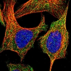 Immunofluorescent staining of human cell line U-2 OS shows localization to cytosol.
